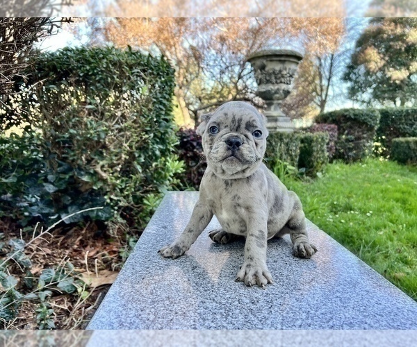 Medium Photo #158 French Bulldog Puppy For Sale in HAYWARD, CA, USA