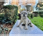 Small Photo #158 French Bulldog Puppy For Sale in HAYWARD, CA, USA