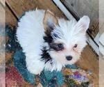 Small #2 Yorkshire Terrier