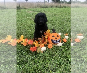 Goldendoodle Puppy for Sale in RICHLAND, Missouri USA