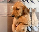 Small Photo #2 Golden Retriever Puppy For Sale in LAMAR, CO, USA