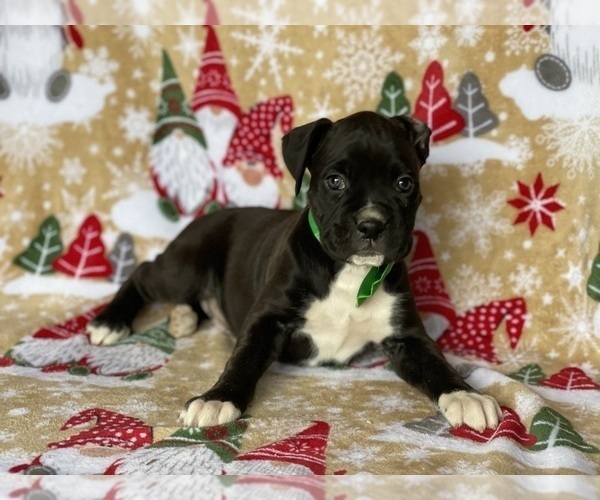 Medium Photo #2 Boxer Puppy For Sale in LANCASTER, PA, USA