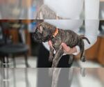 Puppy Orange Collar Presa Canario