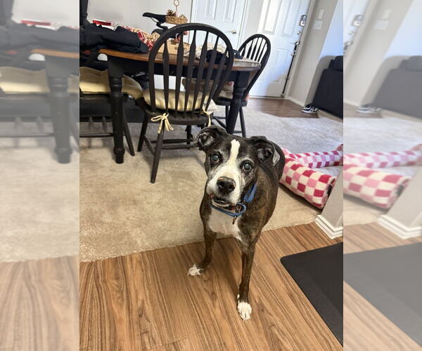 Medium Photo #7 Boxer Puppy For Sale in Austin, TX, USA