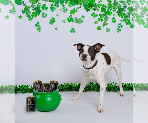 Medium Photo #7 Rat Terrier-Unknown Mix Puppy For Sale in Columbus, IN, USA