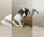 Small #17 Australian Shepherd Mix