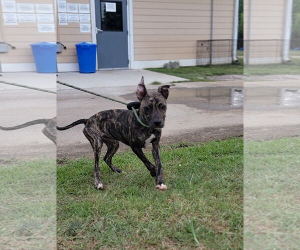 Medium Photo #5 Boxador Puppy For Sale in Orangeburg, SC, USA