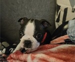 Puppy Ryder Boston Terrier