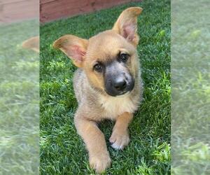 Mutt Dogs for adoption in Santa Cruz, CA, USA