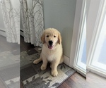 Small Photo #2 Golden Retriever Puppy For Sale in CANON CITY, CO, USA