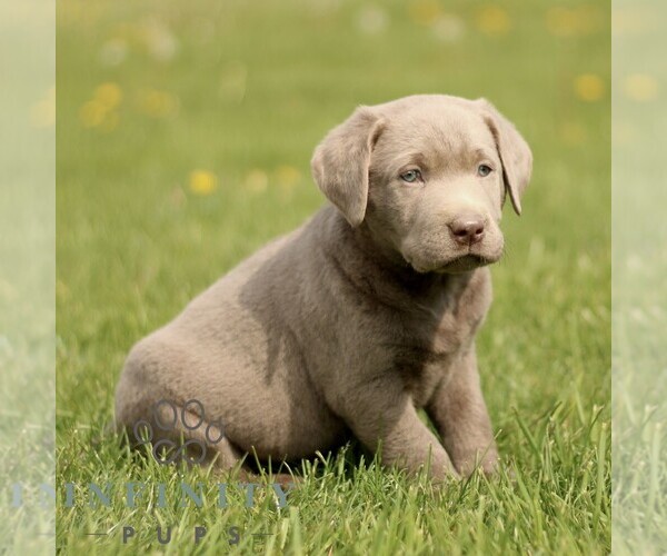 Medium Photo #4 Labrador Retriever Puppy For Sale in COATESVILLE, PA, USA