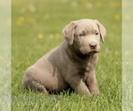 Small #3 Labrador Retriever