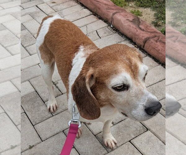 Medium Photo #6 Beagle Puppy For Sale in Dunnellon, FL, USA