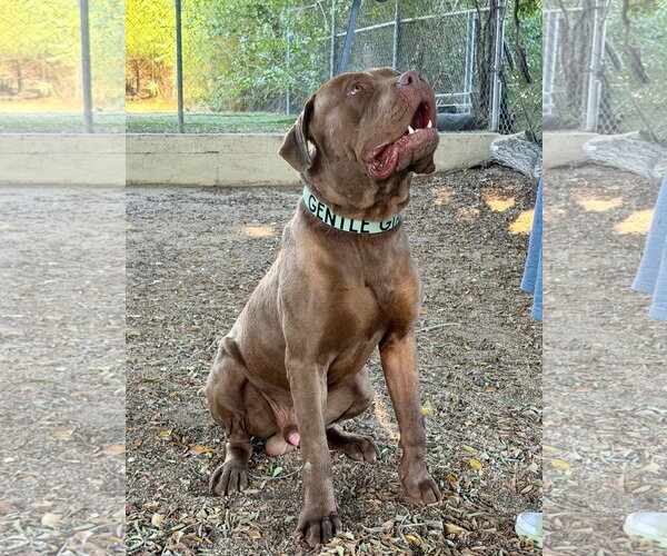 Medium Photo #1 Dogue de Bordeaux Puppy For Sale in Goodyear, AZ, USA