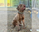 Small Dogue de Bordeaux