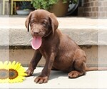 Small #5 Labrador Retriever