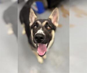 German Shepherd Dog-Unknown Mix Dogs for adoption in Peoria, IL, USA