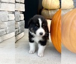Small #2 Australian Shepherd