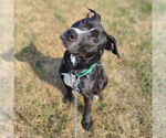 Small #24 American Pit Bull Terrier