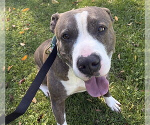 Mutt Dogs for adoption in Center Township, PA, USA