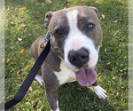 HAYMITCH - Male Mutt Dog for Adoption - Small photo