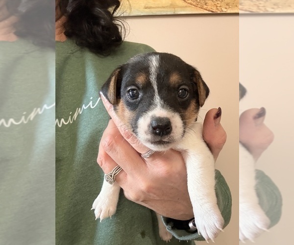 Medium Photo #11 Jack Russell Terrier Puppy For Sale in FREEMAN, MO, USA