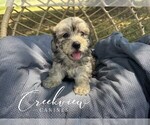 Puppy Coral Havachon