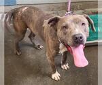 Small American Pit Bull Terrier