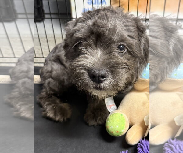 Medium Photo #4 French Bulldog Puppy For Sale in Boca Raton, FL, USA