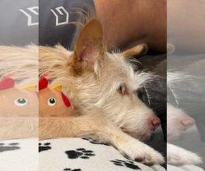Kym's Ginger TX - Female Mutt Dog for Adoption - Photo #6