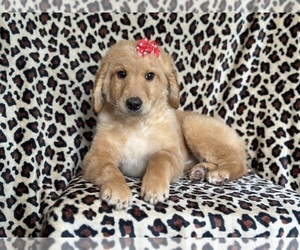 Goldendoodle Puppy for sale in LAKELAND, FL, USA