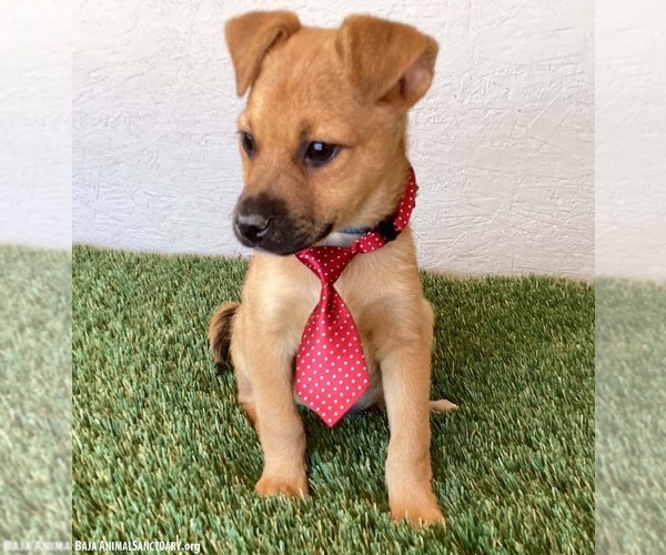 Medium Photo #4 Jug Puppy For Sale in San Diego, CA, USA