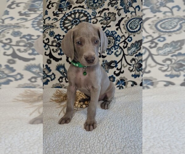 Medium Photo #3 Weimaraner Puppy For Sale in LEWISBURG, KY, USA