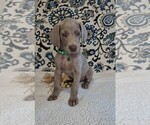 Small #2 Weimaraner