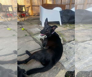 Mutt Dogs for adoption in Overland Park, KS, USA