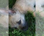 Small #17 Cairn Terrier
