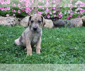 Great Dane Puppy for sale in SHILOH, OH, USA