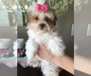 Maltese-Poodle (Toy) Mix Puppy for sale in SARASOTA, FL, USA