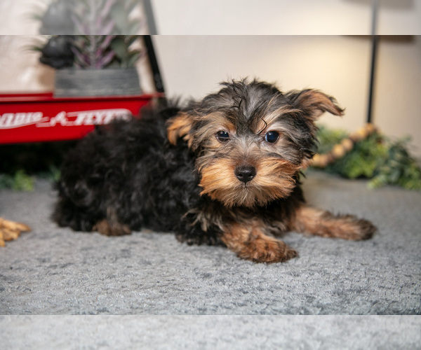 Medium Photo #6 Yorkshire Terrier Puppy For Sale in SHILOH, OH, USA