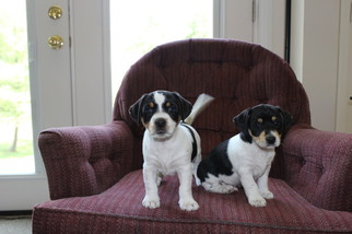 Jack Russell Terrier Puppy for sale in COLUMBIA, MD, USA