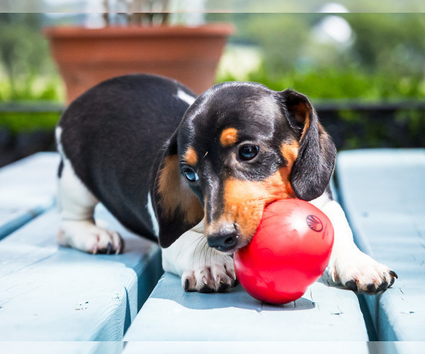 Medium Photo #3 Dachshund Puppy For Sale in WAKARUSA, IN, USA