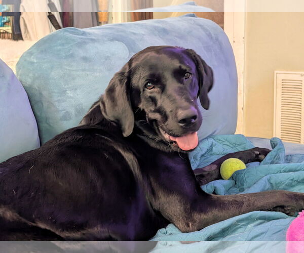 Medium Photo #2 Labrador Retriever Puppy For Sale in Clovis, CA, USA
