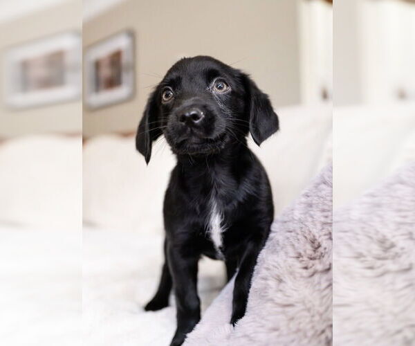 Medium Photo #3 Maltese-Unknown Mix Puppy For Sale in Andover, MN, USA