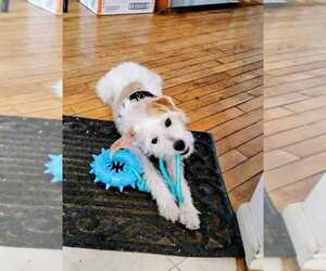 Jack Russell Terrier-Unknown Mix Dogs for adoption in Bethesda, MD, USA