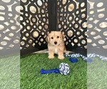 Gabriel - Male Yo-Chon Puppy for Sale - Photo #5