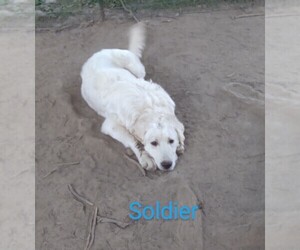 Golden Retriever-Maremma Sheepdog Mix Puppy for sale in FULTON, KY, USA