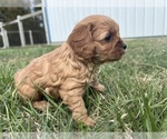 Small Photo #6 Cavapoo Puppy For Sale in SEYMOUR, MO, USA