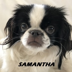 Mother of the Japanese Chin puppies born on 10/11/2017
