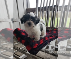 Havachon Puppy for sale in COTTAGE GROVE, TN, USA