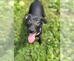 Small #3 Mutt